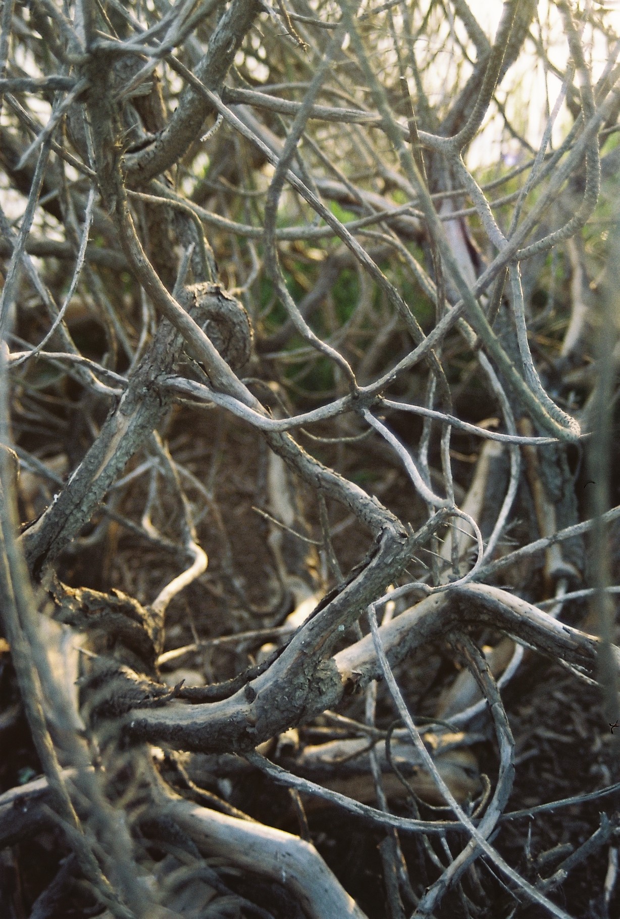 branches.jpg