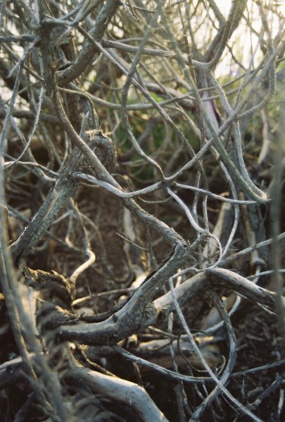 branches.jpg